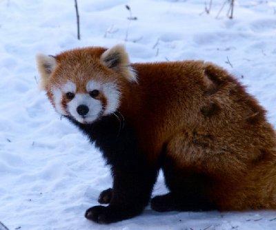 Red  Panda