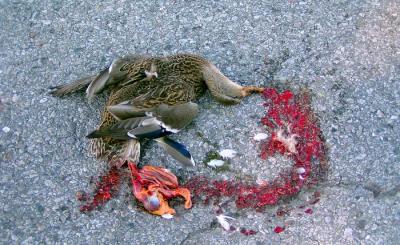 Ran over by a Car