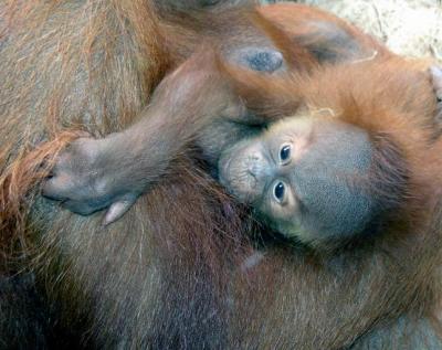 Its  A  Boy  ( Toronto  Zoo. 6 weeks  Old .)