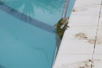 a 1,5meter Iguana in my pool