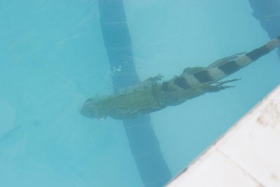 diving Iguana