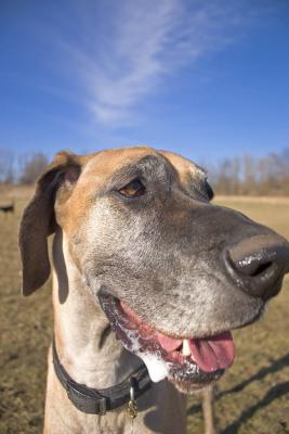 SmithField Dog Park