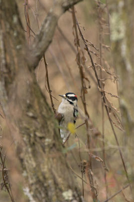 CRW_0749.jpg