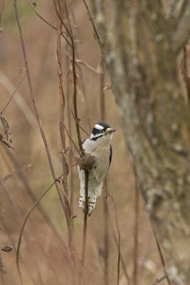 CRW_0750.jpg