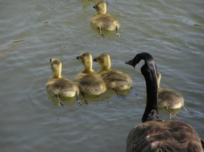 Canada Goose Goslings