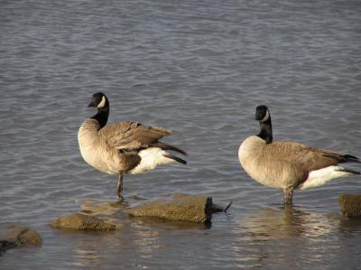 canada_goose