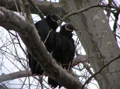 black_vulture