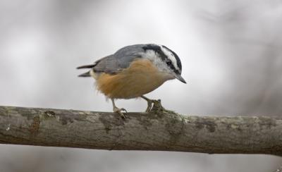 Red Breasted Nuthatch