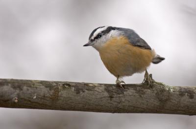 Red Breasted Nuthatch