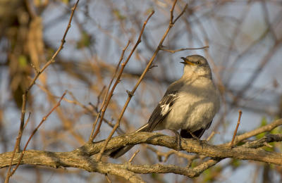 Northern Mockingbird