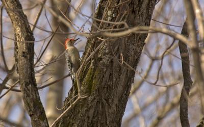 Red Bellied Woodpecker