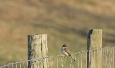 eastern_phoebe