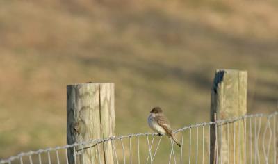 Eastern Phoebe