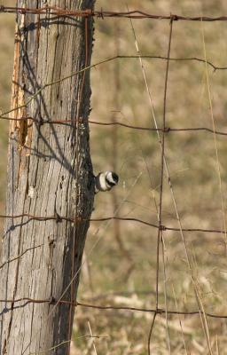 Carolina Chickadee