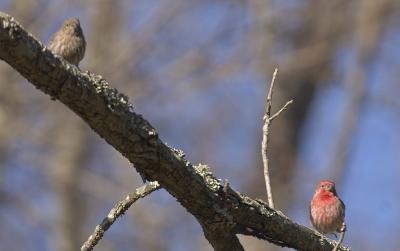 Male & Female House Finch