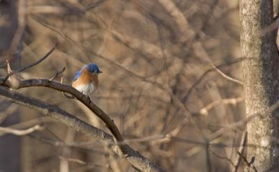 Eastern Blue Bird