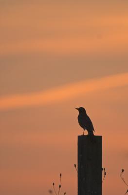 Robin Silhouette