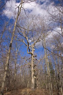 CRW_4931.jpg