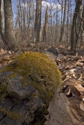 CRW_4955.jpg