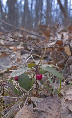 CRW_4964.jpg