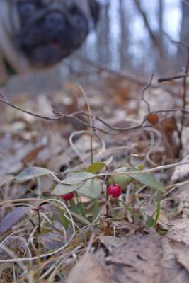 CRW_4966.jpg