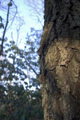 CRW_4991.jpg