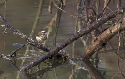 Louisiana Waterthrush