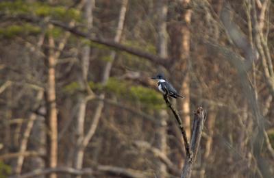 Belted Kingfisher