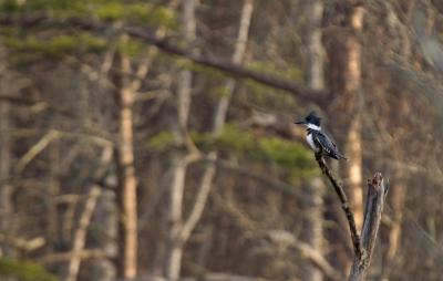 Belted Kingfisher