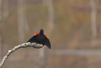 Redwing Blackbird