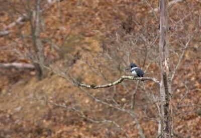 Belted Kingfisher