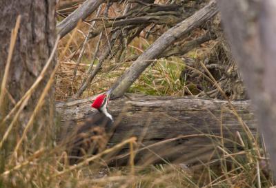 Pileated Woodpecker
