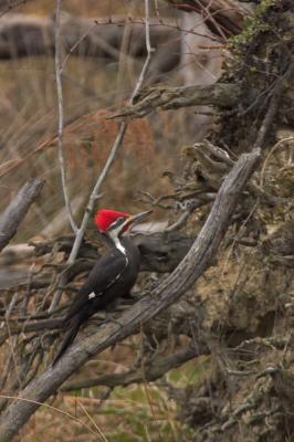 Pileated Woodpecker
