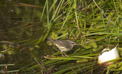 Louisiana Waterthrush