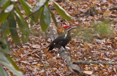Pileated Woodpecker