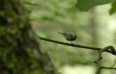 Black and White Warbler