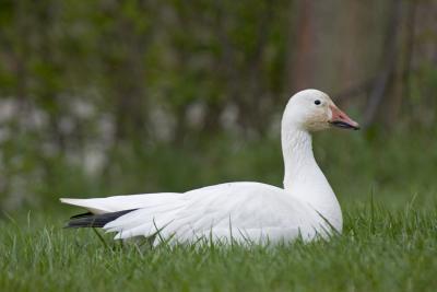 Snow Goose