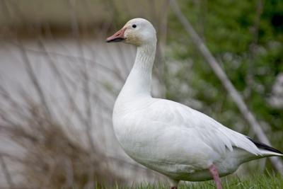 Snow Goose