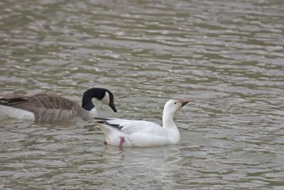 Snow Goose