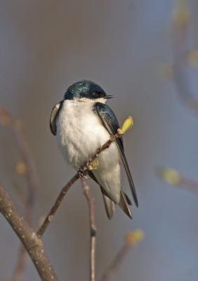 Tree Swallow