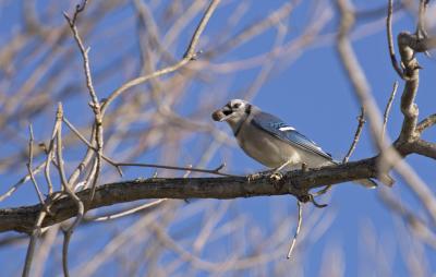 Blue Jay