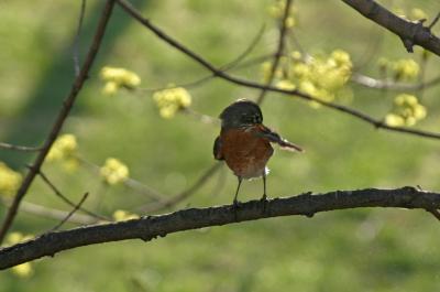 American Robin