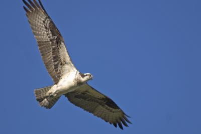 CRW_5469.jpg