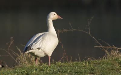 CRW_5500.jpg