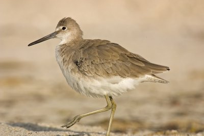CRW_9031.jpg