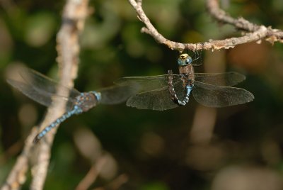 DSC_6086.jpg