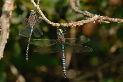 DSC_6090.jpg