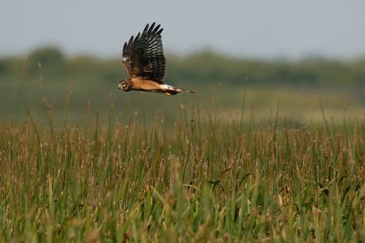 DSC_6941.jpg