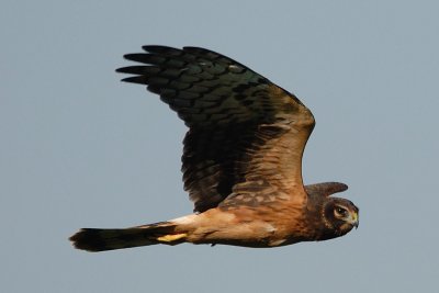 Hawks and Harriers