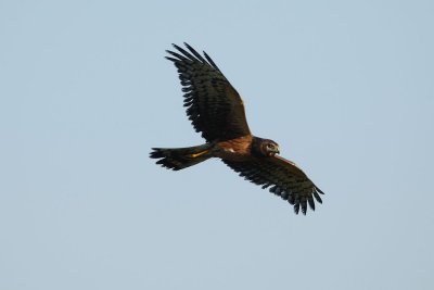 DSC_7170.jpg